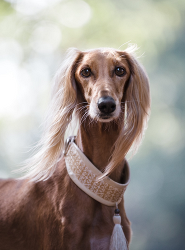 sleek dog with long hair on ears and large collar